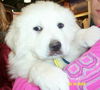 Cooper