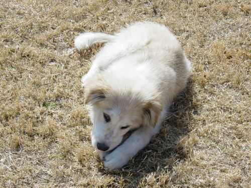 Cody