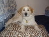 Lacey