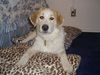 Lacey