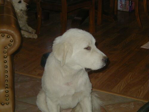 Daisy