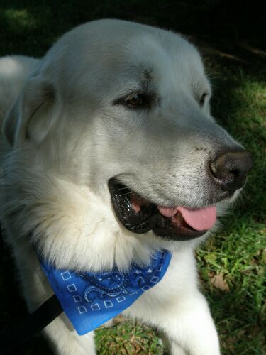 Oscar