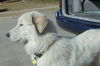 Sadie