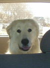 Sadie