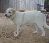 Oliver