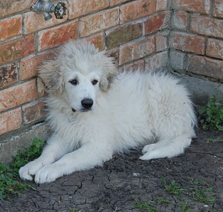 Merlin