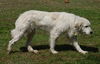 Roxie