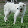 Roxie
