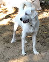 Charley