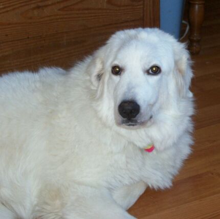 Tessie