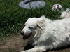 Tessie