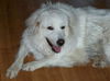 Tessie