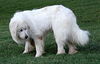 Charles