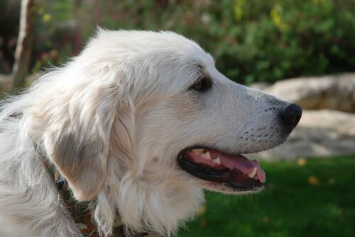 Casper