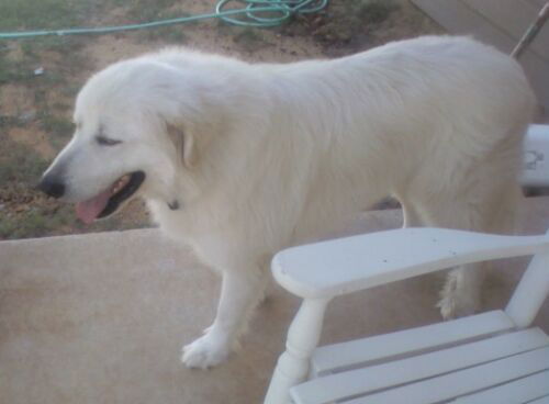 Wulfe