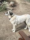 Phoebe - Photo 5