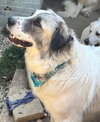 Phoebe - Photo 8