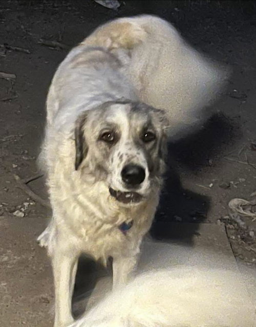 PHOEBE - Great Pyrenees available for adoption