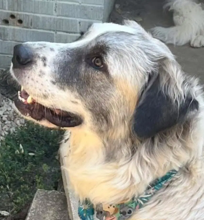 Phoebe - Great Pyrenees