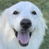 adoptable Dog in  named Elsa
