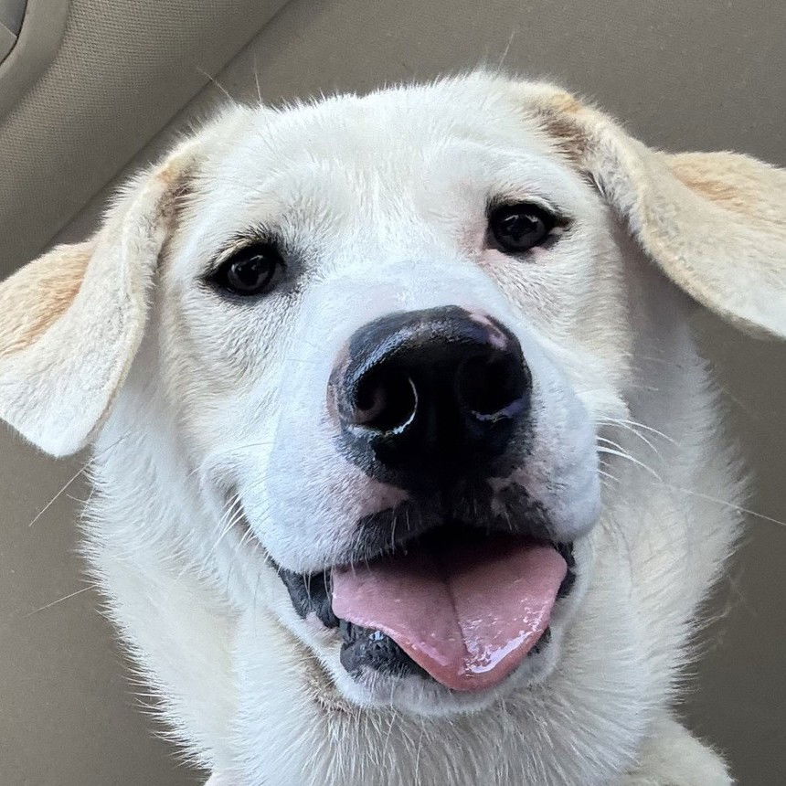 adoptable Dog in Dallas, TX named Betty