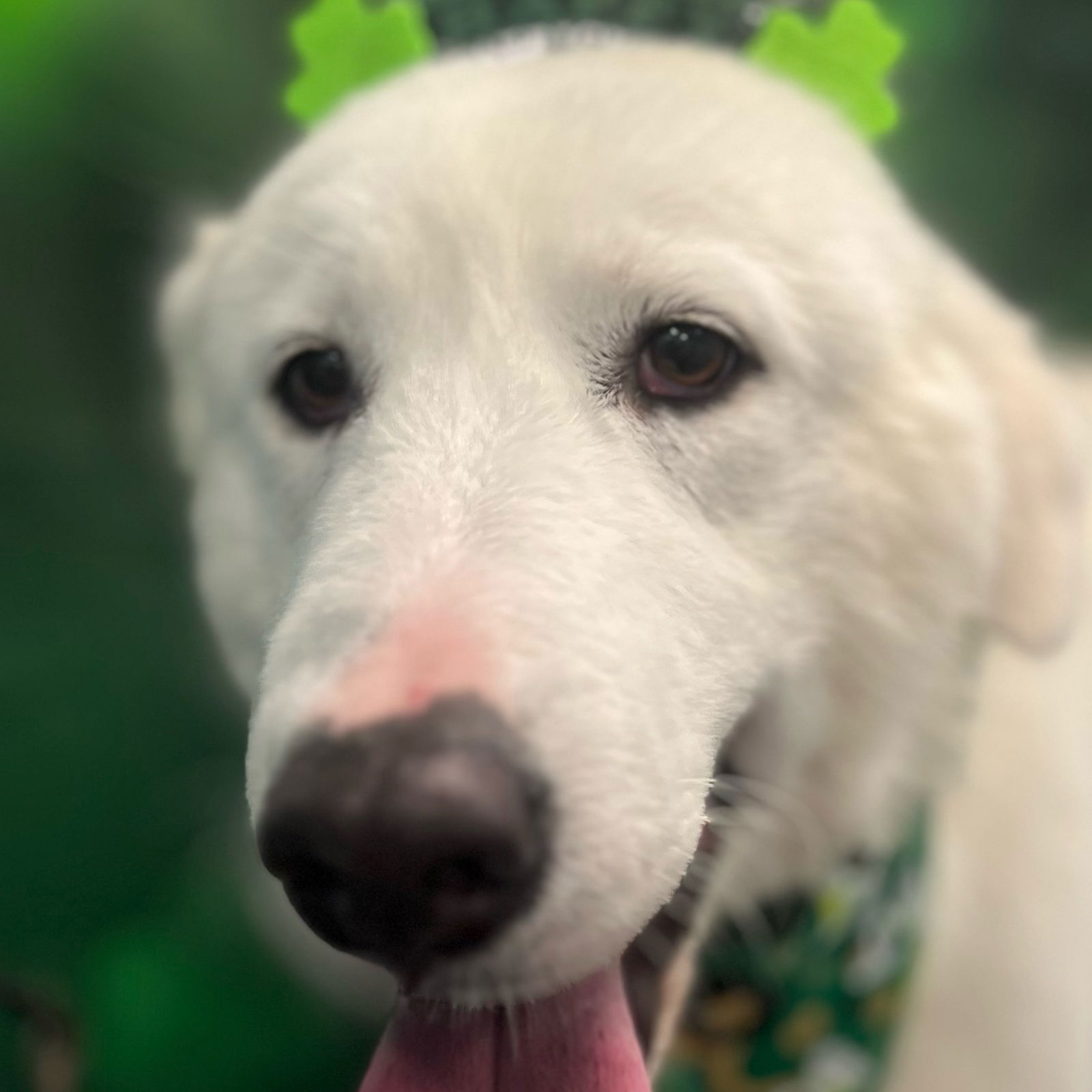 adoptable Dog in Dallas, TX named Dolly