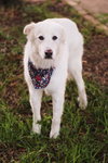 Dolly - Photo 3