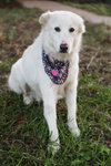 Dolly - Photo 6