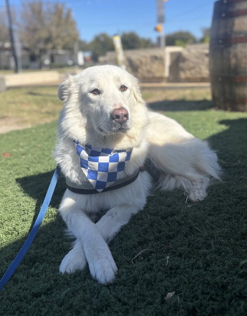 DOLLY - Great Pyrenees available for adoption