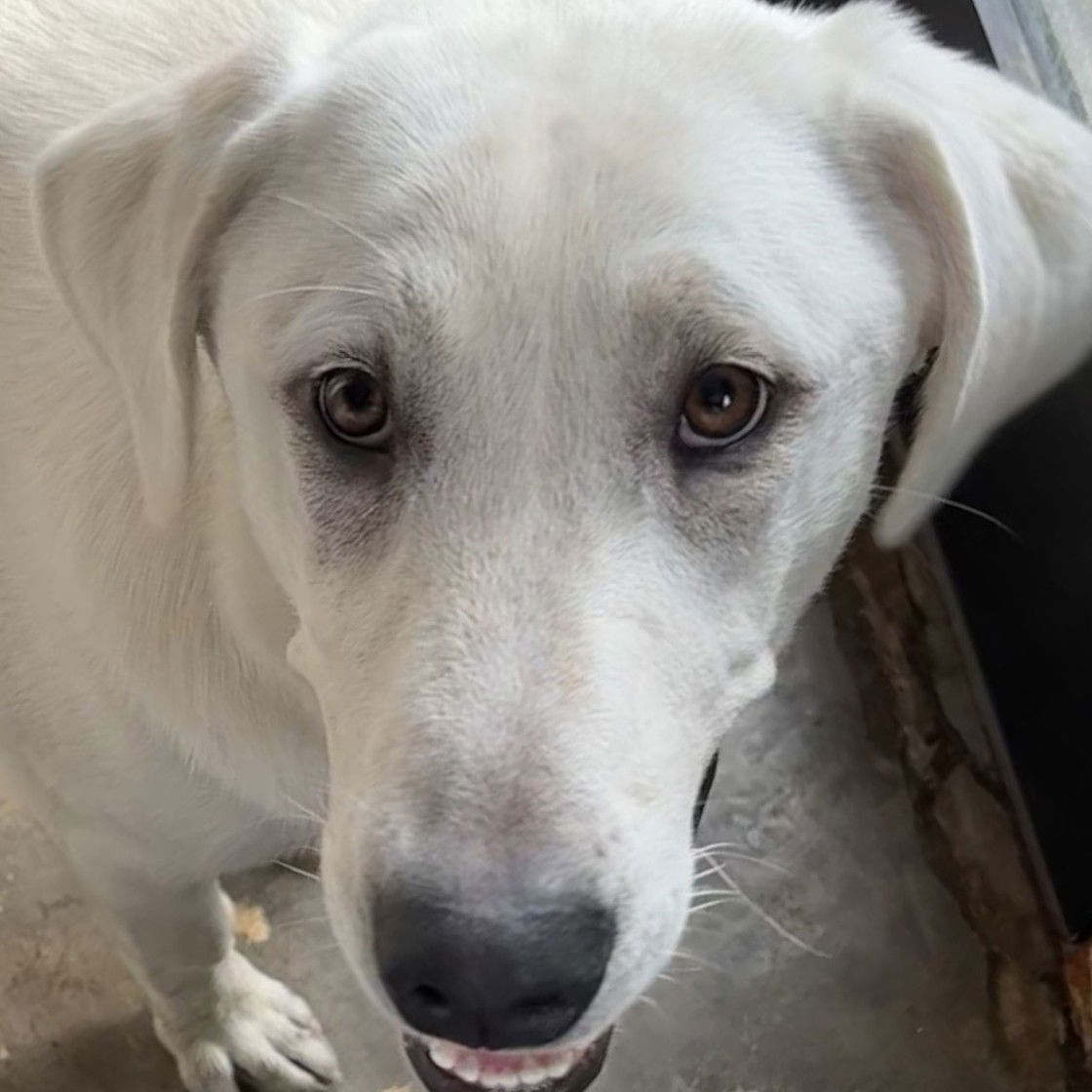 adoptable Dog in Dallas, TX named Barry
