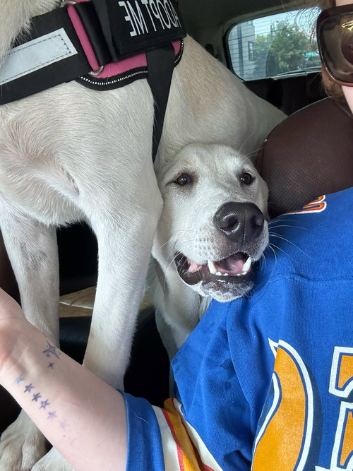 BARRY - Great Pyrenees available for adoption