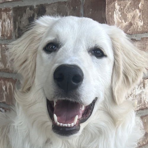 Piper