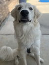 Piper