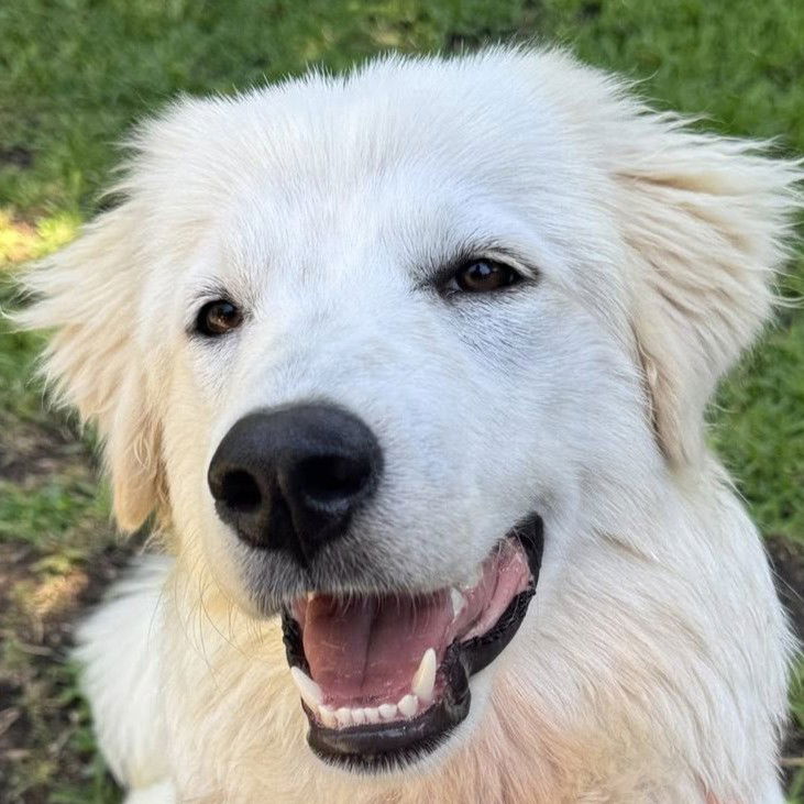 adoptable Dog in Dallas, TX named Mila