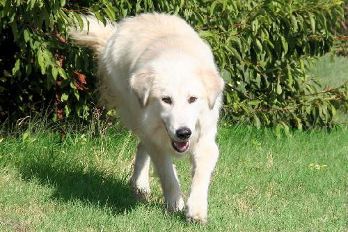 Ares