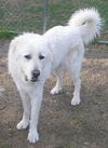 Cooper