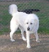 Cooper