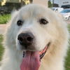 adoptable Dog in  named Mochi