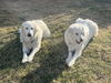 Sophie and Skye Too