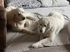 Sophie and Skye Too