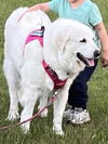Sophie and Skye Too