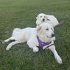 Sophie and Skye Too