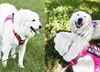Sophie and Skye Too