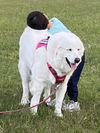 Sophie and Skye Too