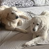 adoptable Dog in  named Sophie and Skye Too