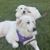 Sophie and Skye Too