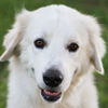 adoptable Dog in dallas, TX named Bear