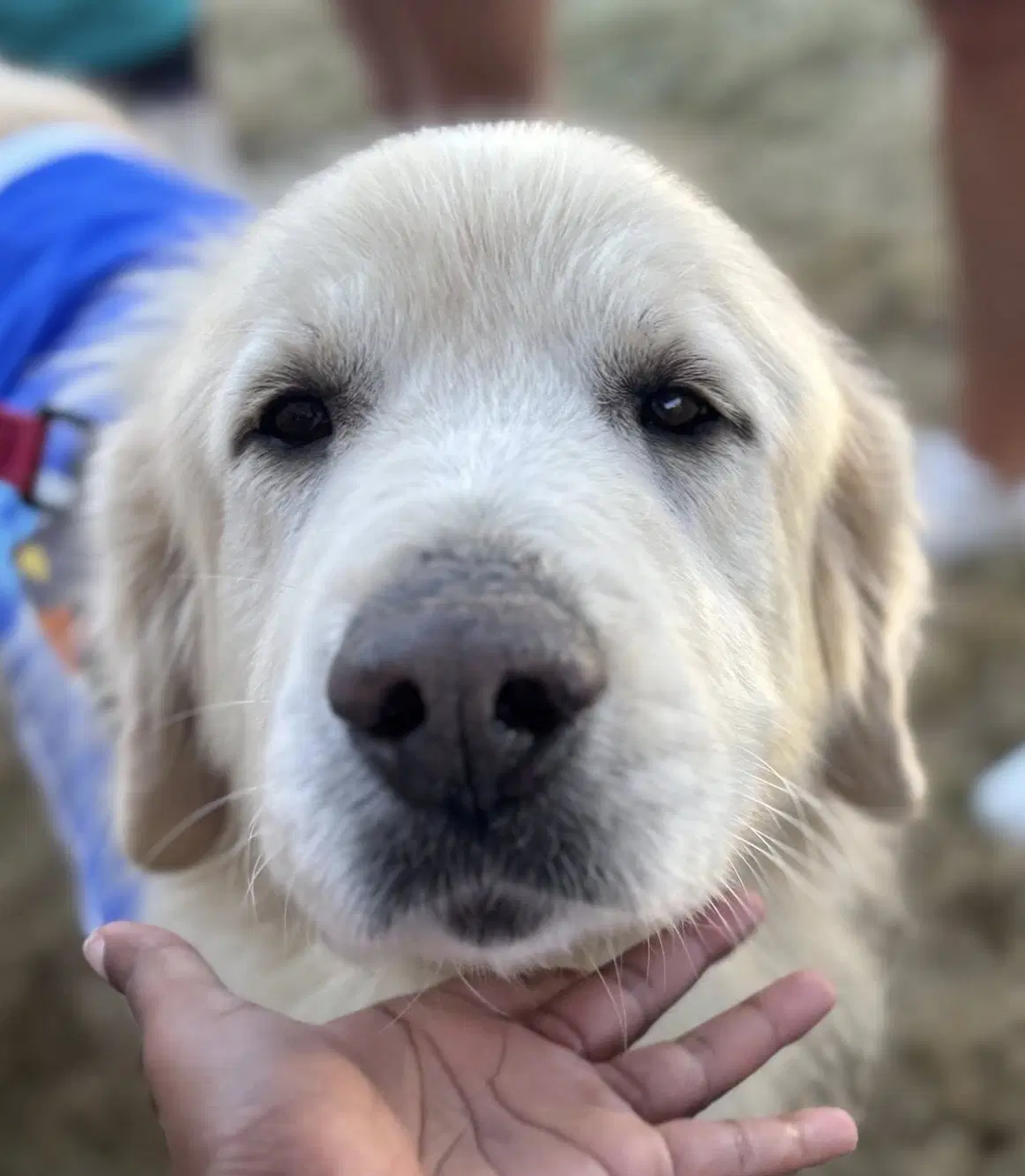 Jamie - Great Pyrenees