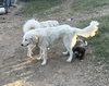 Tucker - Photo 4