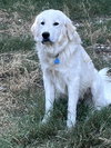 Tucker - Photo 6